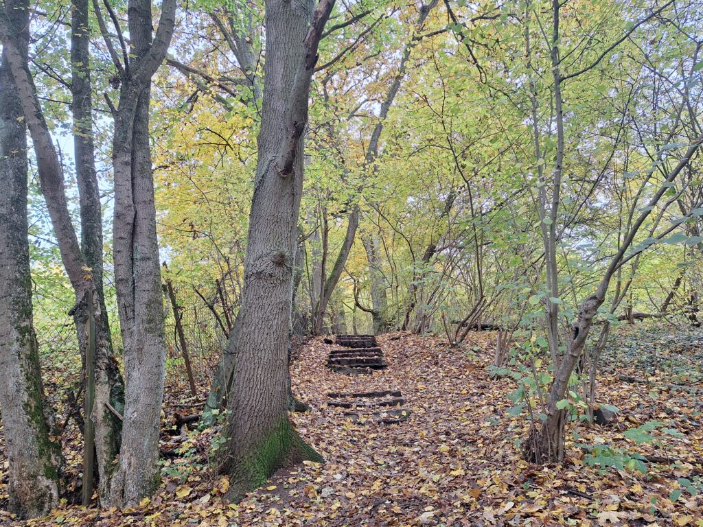 An image of a stairwell in the woods